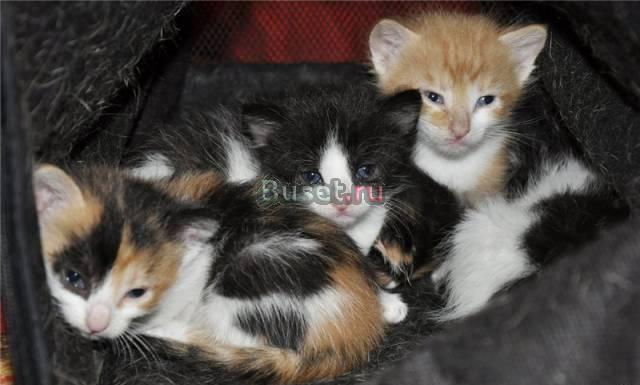 Самые красивы котятка ищут дом Санкт-Петербург