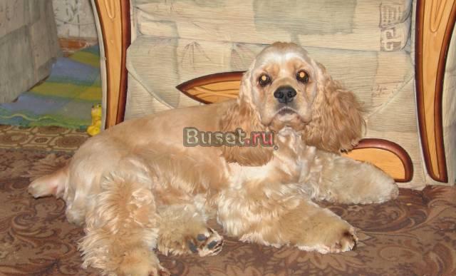 Американский кокер-спаниель Тула
