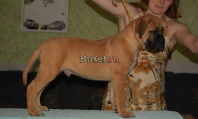 Бульмастиф щенки для вас Новосибирск