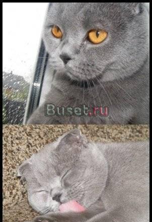 Котята Пенза