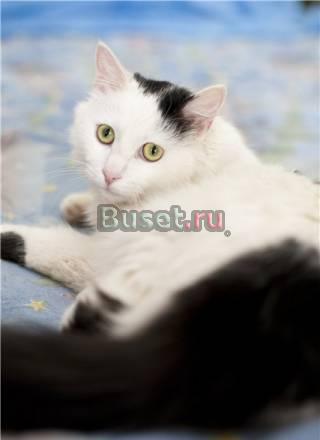 Роскошный кот Мурз (2 г.) в добрые руки Москва