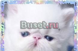 Персидские котята из питомника Москва
