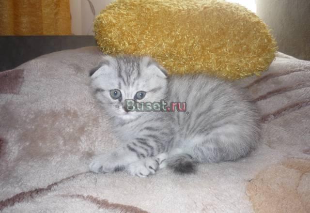 Кошечка Безенчук