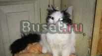 Слепые котик и кошечка нуждаются в вашей любви Санкт-Петербург