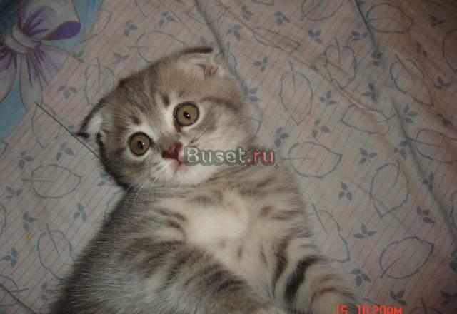 Котята 1.5 мес Ярославль