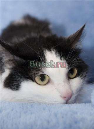 Маруся - кошка, которая гуляет сама по себе Москва