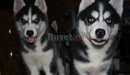 Щенки Сибирской Хаски Москва