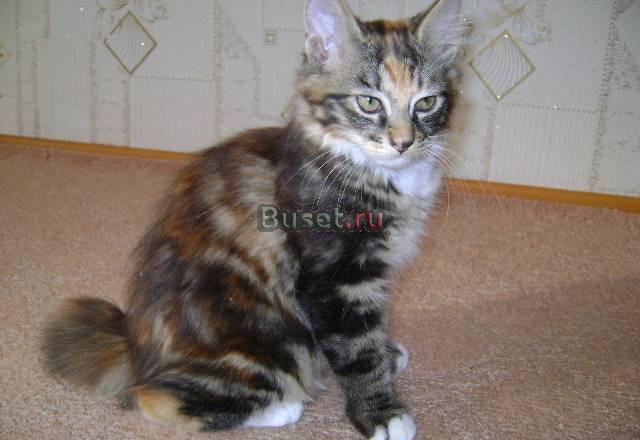 Отличные котята курильского бобтейла Екатеринбург