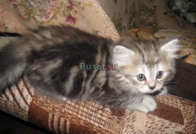 Британские котята Санкт-Петербург