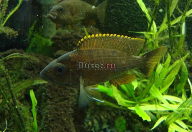 Cамки Aulonocara spec. "red rubin" Санкт-Петербург