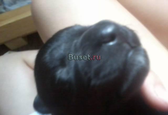 Скотч-терьер (шотландский) Петрозаводск