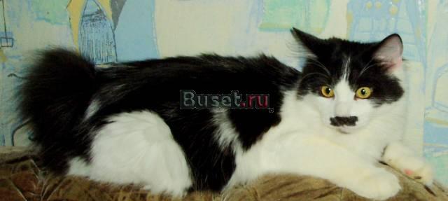 Подаётся шикарный  котенок - кот Тимучин Сергиев Посад