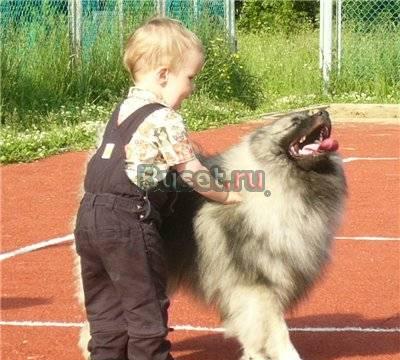 Кеесхонд-подрощенный щенок- мальчик Санкт-Петербург