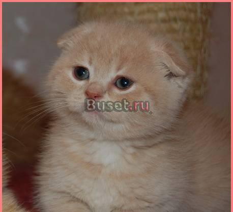 Великолепная вислоухая кошечка Санкт-Петербург