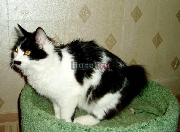 Продается котенок Казань