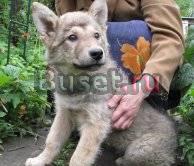 Классный щенок в поисках дома Санкт-Петербург