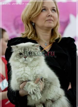 Хайленд страйт и фолд окраса колор пойнт Москва