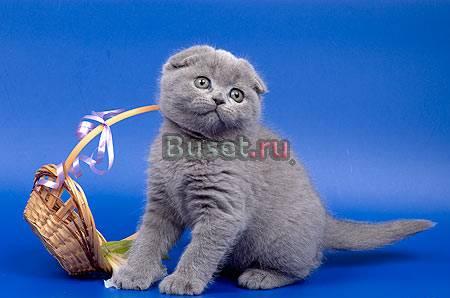 Шотландские вислоухие котята Москва