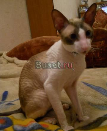 Котик для вязки Москва