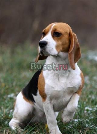 Продаю мальчика Бигля Москва