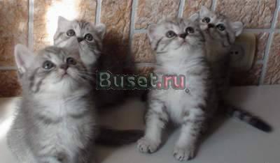 Британские голубые котята,тигровый рисунок Москва