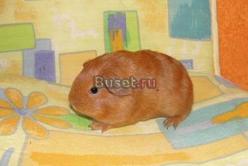 Морские свинки породы Английский Селф Москва