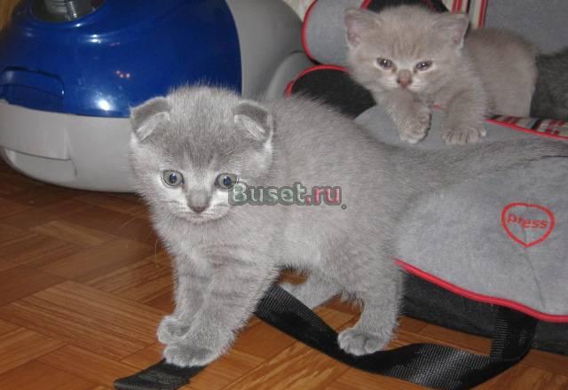 Лиловые котики 2.5мес-плюшевый и щекастый Санкт-Петербург
