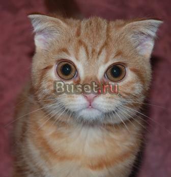 Вислоухий мраморный котик рыжий Москва