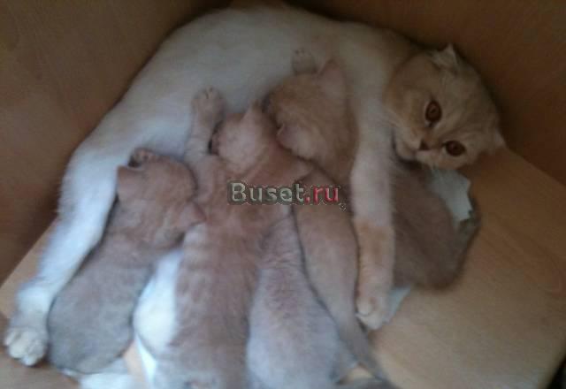 Шотландские котята Краснодар