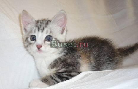 Котёнок окраса "вискас с золотом" в дар.2 мес Москва