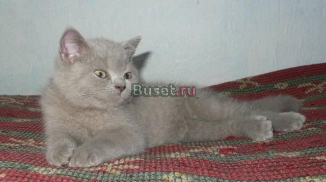 Лиловый британский котенок Санкт-Петербург