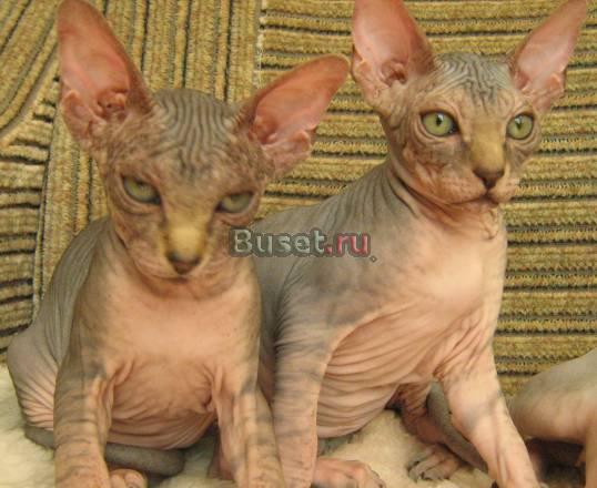 Котята породы канадский сфинкс Саратов