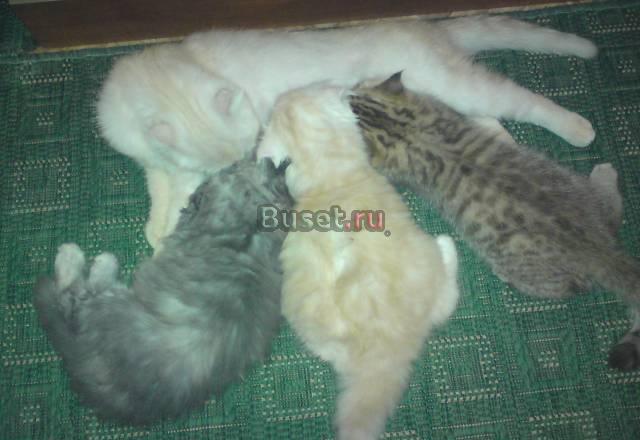 Кошка Краснодар