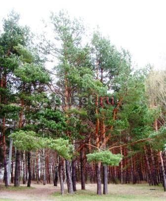 Участок от 14 соток за 33тыс руб./сотка Москва