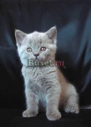 Продаются британские котята классических окрасов Москва