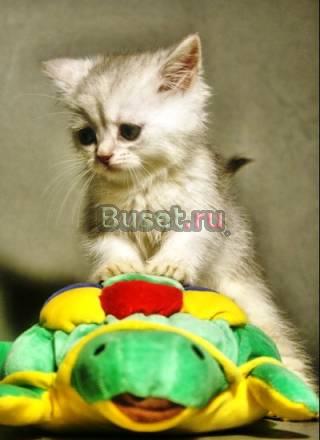 Британские котята шиншиллы Москва