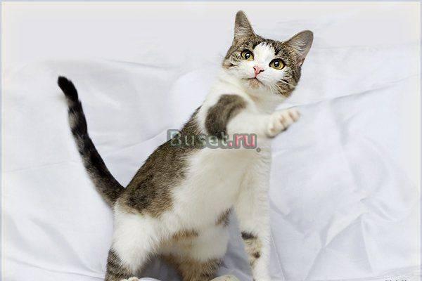 Миниатюрная кошкообезьянка Шанель Москва