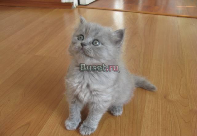 Очаровательный шотландский котенок Москва