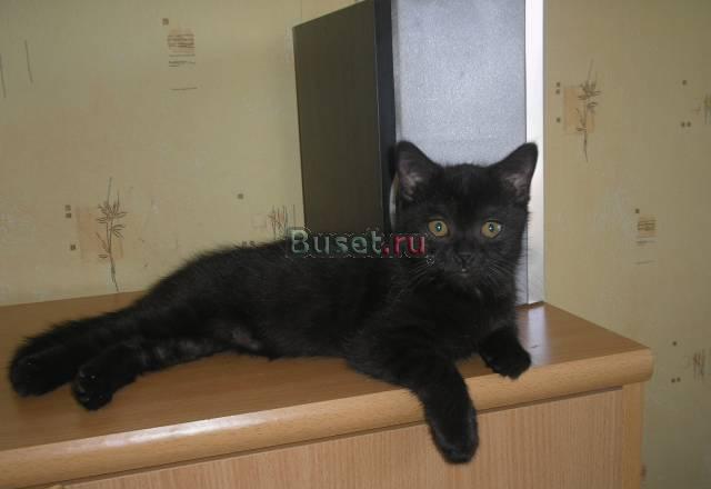 Шотландские котята Вологда