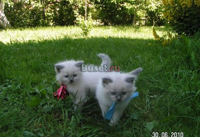 Котята породы рэгдолл Москва