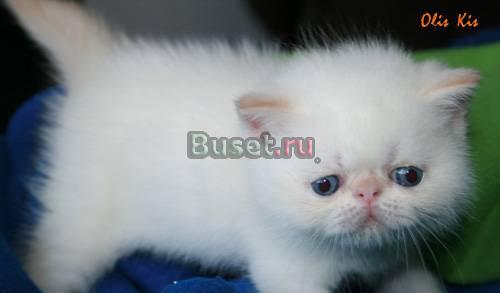 Экзотический котёнок Москва