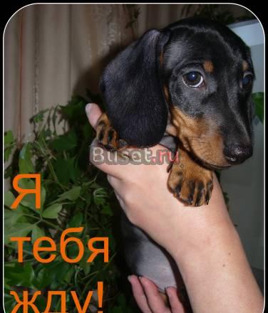Супер таксята миники Москва
