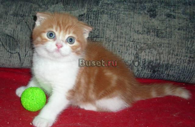 Вислоухие котики окрас красный мрамор Москва