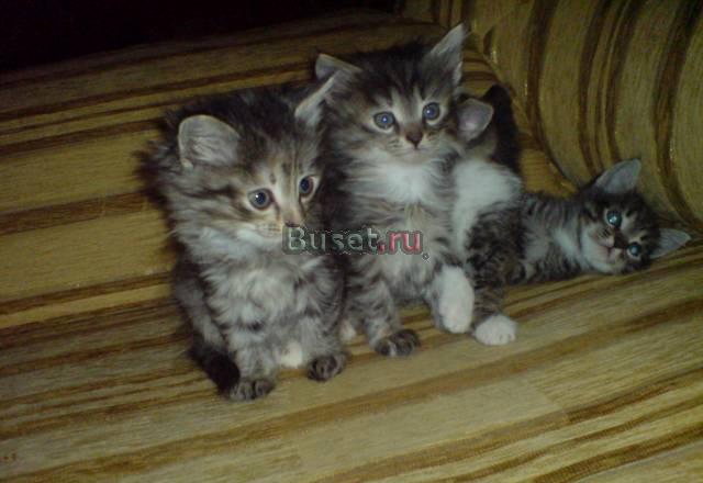 Котята полосатые Уфа