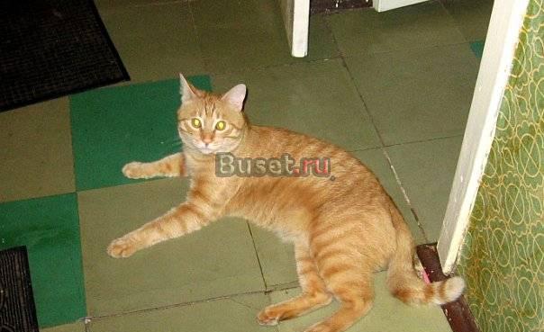 Рыжий котик ищет дом Санкт-Петербург