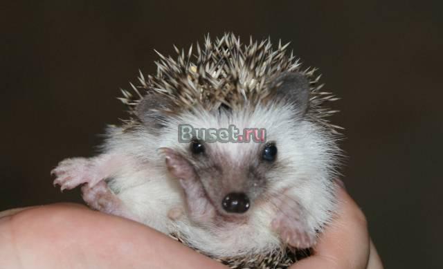 Африканские белобрюхие ежики Цветные малютки Москва