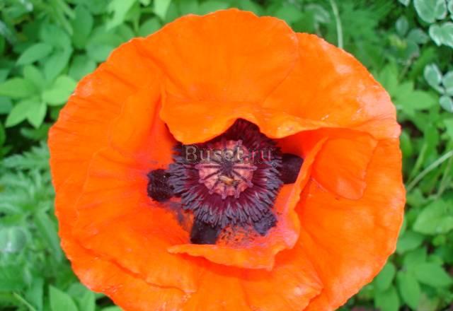 Семинар.  Как преобразовать   дачу Москва