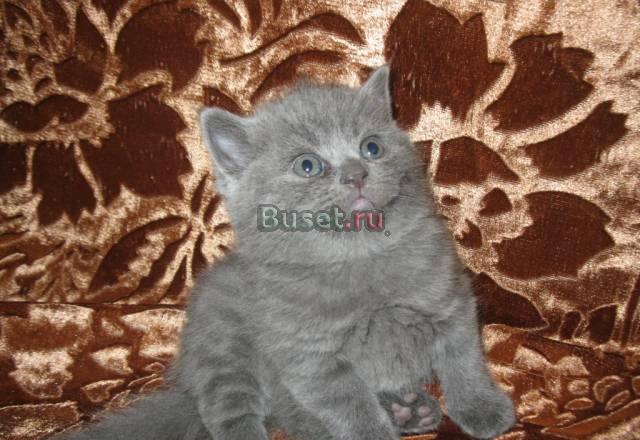 Голубые британские котята Москва