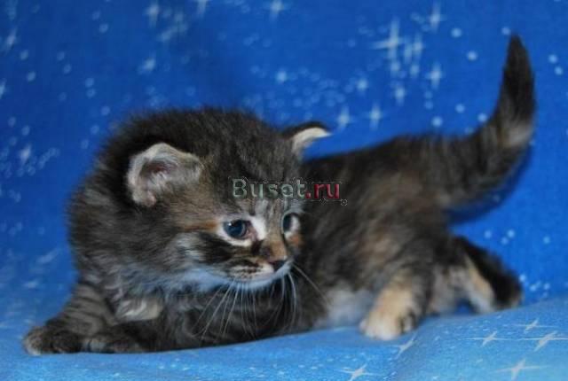 Сибирские котята Москва