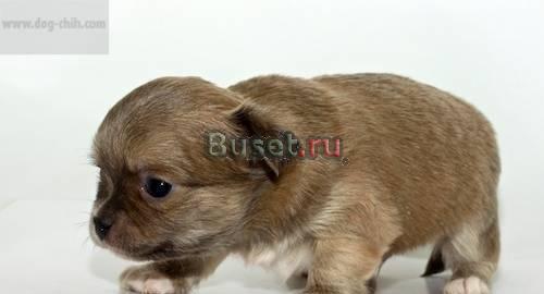 Щенки чихуахуа из питомника ПовЭлит РКФ Москва